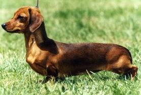 Dachshund