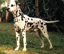 Dalmata