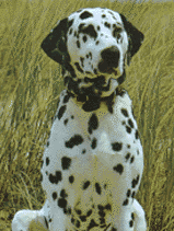 Foto Dalmata