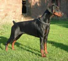 Dobermann