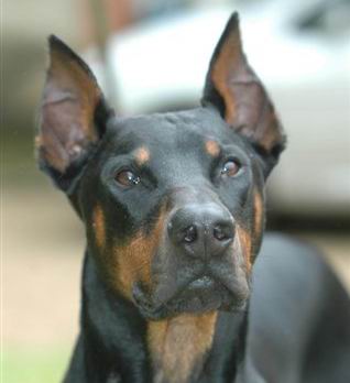 El Dobermann