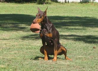 fotos de Dobermann