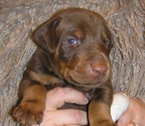 Dobermann