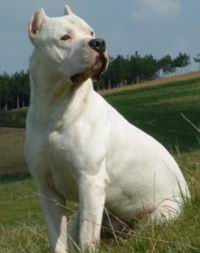 Fotos Dogo Argentino