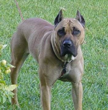 Dogo Canario