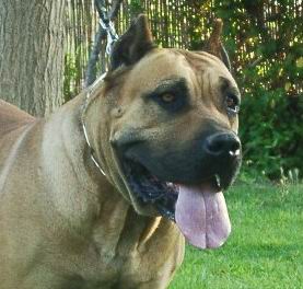 Dogo Canario