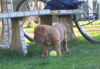 cachorros Dogo de Burdeos