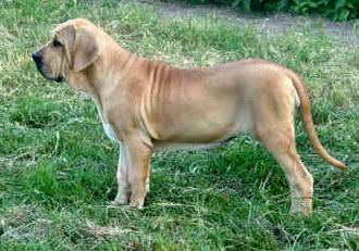 Fila Brasileiro