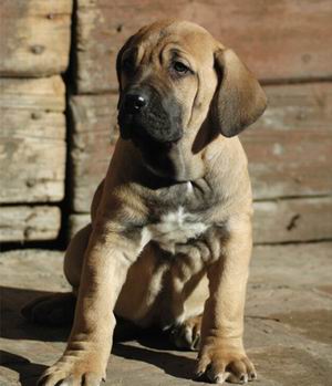 Fila Brasileiro