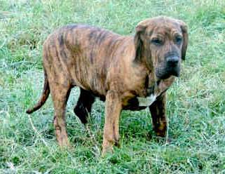 Fila Brasileiro fotos