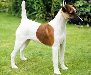 Fox Terrier Smooth