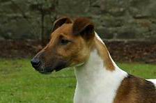 Perro Fox Terrier Smooth
