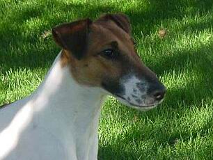 El Fox Terrier Smooth