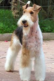 Fox Terrier Wire