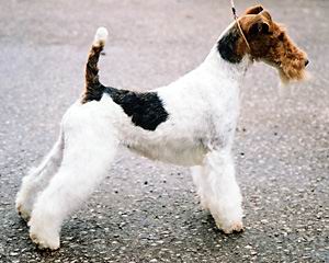 El Fox Terrier Wire