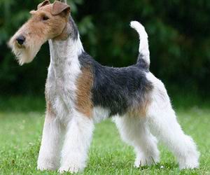 fotos de Fox Terrier Wire