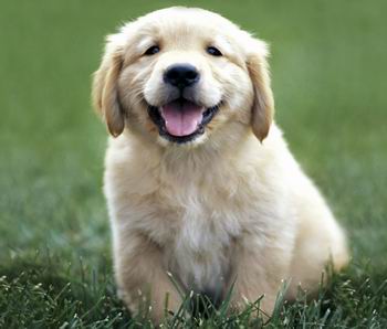 El Golden Retriever