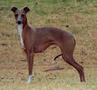 Greyhound