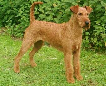 Irish Terrier