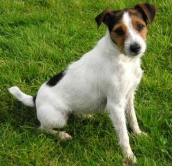 El Jack Russell Terrier