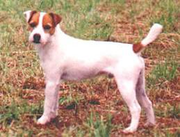 Fotos Jack Russell Terrier