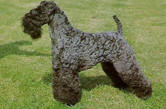 Kerry Blue Terrier