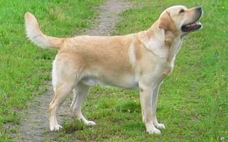 Labrador Retriever