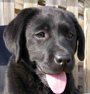 El Labrador Retriever