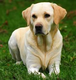 fotos Labrador Retriever