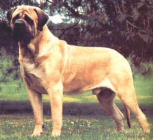 Mastiff