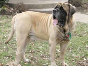 Mastiff o Mastin Ingles