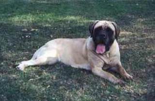 El Mastiff