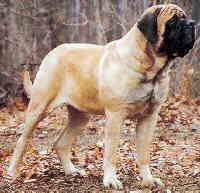 Mastiff