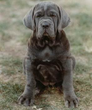 cachorros Mastin Napolitano