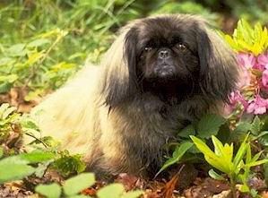 Pekines