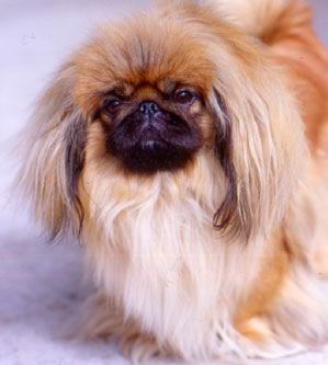 El Pekines