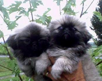 Pekines