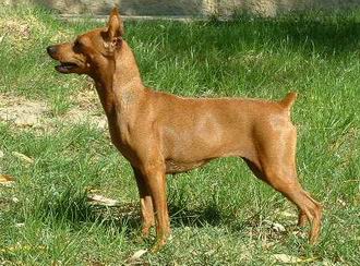 Pinscher