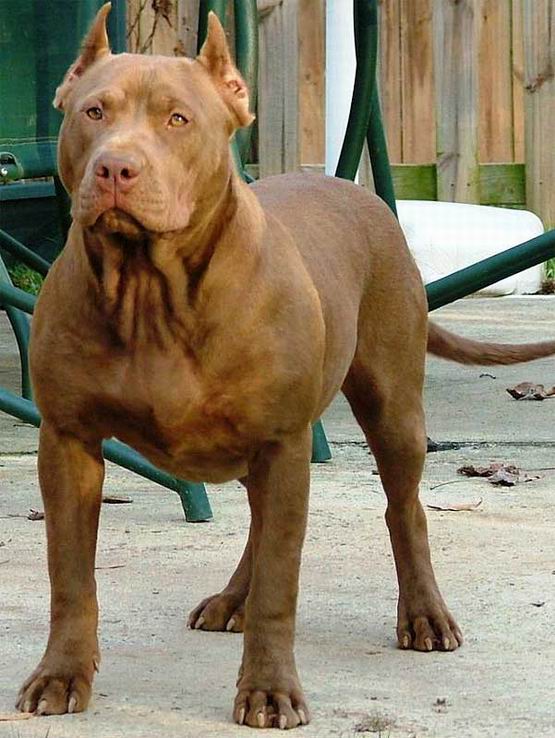 Pitbull