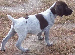 Perro Pointer
