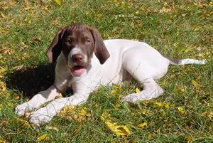 Pointer