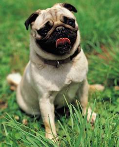 Pug