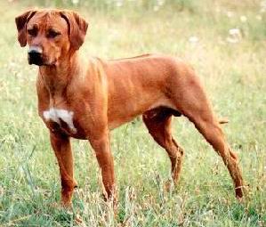 Rhodesian Ridgeback