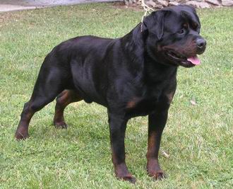 Rottweiler