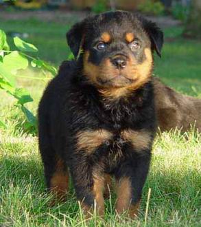 Rottweiler