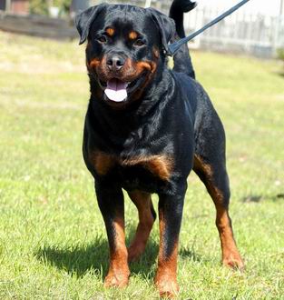 foto Rottweiler