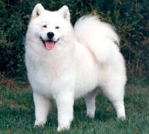 Samoyedo