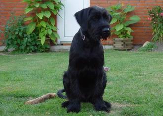 El Schnauzer Gigante