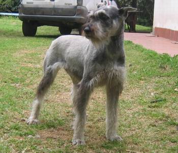 Schnauzer Gigante