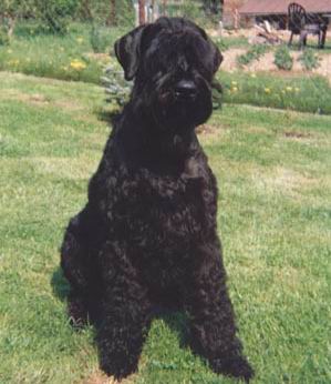 Schnauzer Gigante